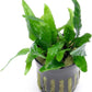 Java Fern Live Aquarium Plants - Potted Freshwater Plant for Fish Tanks - Beginner Friendly, Low Light (Narrow Mini, 1 Pot)