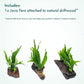 Live Aquarium Plants on Driftwood, Lava Rock, Moss Mat - Freshwater Fish Tank Plants (Java Fern, Driftwood (Small))