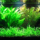 Potted Live Aquarium Plants | Freshwater Aquatic Plants for Aquariums (Amazon Sword, 5 Pack)