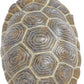 Safari Ltd. Tortoise Baby Figurine - Detailed 5.5" Plastic Model Figure - Fun Educational Play Toy for Boys, Girls & Kids Ages 18M+