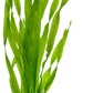 Live Plant - Tall Grass, Vallisneria Americana - Easy Care, Moderate to High Light, Bright Green Accent, Freshwater Aquatic Plant for Aquascaping - Lead Bunch