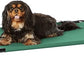 Amazon Basics Cooling Breathable Elevated Dog Bed with Metal Frame for Small Dogs, 36 x 22 x 7.5 Inch, Green