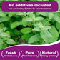 Organic Natural Catnip Cattle Grass Mint Taste Funny Cat Toy New Cat Toy Interactive Cat Toys Pet Supplies