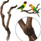 kathson Natural Parrot Perch Bird Stand Pole Wild Grape Stick Paw Grinding Fork Parakeet Climbing Standing Branches Toy Chewable Cage Accessories for Small Budgies Cockatiels Lovebirds 4PCS
