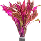 Live Aquarium Red Stem Plants - Freshwater Aquatic Plant for Fish Tanks, Aquascaping - (Alternanthera Reineckii Rosanervig, 1 Bunch)