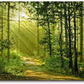 Green Morning Sunlight Forest Scenery Canvas Wall Art for Bedroom Home,Beautiful Silent Summer Woods Picture Print Artwork Painting Decor,Mordern Realism Rustic Wilderness Landscape,Inner Frame 24x48
