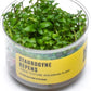 Ultum Nature Systems Staurogyne Repens Tissue Culture Live Plant for Aquarium, Aquascape, Freshwater Fish Tanks - 100% Snail Free in Vitro