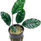 Anubias Live Aquarium Plants - Potted Freshwater Plant for Fish Tanks, Terrariums - Beginner Friendly Low Light (Barteri Coffeefolia, 5 Pots)