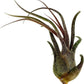Air Plants - Tillandsia Pruinosa, Large 3-5" - 5ct - Live Arrival Guaranteed - House Plants for Home Decor & Gift