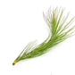 Air Plants - Tillandsia Funckiana Hybrid, Large 5-7" - 5ct - Live Arrival Guaranteed - House Plants for Home Decor & Gift