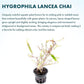 Live Plants – Chai Hygrophila (Hygrophila lancea 'Chai') – Medium to High Light, Pink and Reddish Accent Aquatic Plant, Midground Placement – Stem Growth – Pot – 1 Pack