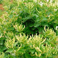 Greenhilltea traditional health herbs, Premium Honeysuckle buds, honey suckle tea NO GMO, NO Additives, Caffeine free dried herbal tea 5 OZ