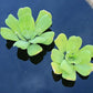 Water Lettuce - Easy Live Pond Floating Plant
