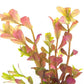 Live Aquarium Stem Plants - Freshwater Aquatic Plant for Fish Tanks, Aquascaping - (Rotala Rotundifolia Orange Juice, 1 Bunch)