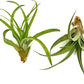 Air Plants - Tillandsia Capitata (Peach), Large 5-7” - 2 ct - Live Arrival Guaranteed - House Plants for Home Decor & Gift