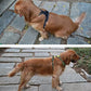 Truelove No Pull Dog Harness with Easy Control Handle and 2 Leash Attachments,Reflective Adjustable Pet Vest
