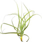 Air Plants - Tillandsia Straminea Jumbo 6-9" - 1ct - Live Arrival Guaranteed - House Plants for Home Decor & Gift