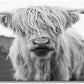 XXMWallArt FC3662 Highland Cow Canvas Art - Black and White Animal Wall Decor for Living Room, Bedroom, Office