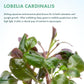 Live Plants - Cardinal Flower (Lobelia cardinalis) - Moderate to High Light Aquarium Display, Bright Green Accent, Midground Placement for Aquascaping, Stem Aquatic Plant - Pot