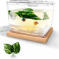 Mini Betta Fish Tank Kit with LED Light Base, Small Fish Bowl for Temporary Space, 0.2 Gallon Stackable Cube Tank with Betta Leaf for Small Fish, Insect, Shrimp, Crab, Spider (Kit-1)
