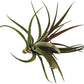 Air Plants - Tillandsia Brachycaulos Abdita, Large 4-6" - 1 ct - Live Arrival Guaranteed - House Plants for Home Decor & Gift