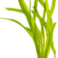 Live Plant - Tall Grass, Red Jungle Vallisneria - Easy Care, Moderate to High Light, Reddish Green Accent, Freshwater Aquatic Plant for Aquascaping - Lead Bunch