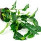 Anubias Live Aquarium Plants - Potted Freshwater Plant for Fish Tanks, Terrariums - Beginner Friendly Low Light (Barteri Striped, Mother Plant)