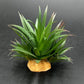 Smoothedo-Pets Reptile Artificial Plants Succulent Terrarium Decorative Desert Rainforest Plant Lizard Beard Chameleon Gecko Snake Amphibious Sea Turtle Tank Accessory (Agave-Set)