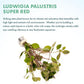 Live Plant - Rotala Mexicana - Moderate Care, High Light, Bright Green Accent, Freshwater Aquatic Plant for Aquascaping - Lead Bunch