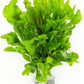 Live Aquarium Stem Plants - Freshwater Aquatic Plant for Fish Tanks, Aquascaping - (Alternanthera Reineckii Variegatus, 1 Bunch)
