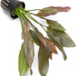 Echinodorus Rose Sword Live Plant for Freshwater Aquariums, Natural Fish Tank Decorations, and Aquatic Decor (1 Pot (2-3 Plants))