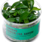 Ultum Nature Systems Anubias Barteri Tissue Culture Live Plant for Aquarium, Aquascape, Freshwater Fish Tanks - 100% Snail Free in Vitro