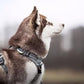 TRUE LOVE Adjustable No-Pull Dog Harness Reflective Pup Vest Harnesses Comfortable Control Brilliant Colors Truelove TLH5651(Gray,XL)