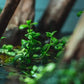 Live Aquarium Stem Plants - Freshwater Aquatic Plant for Fish Tanks, Aquascaping - (Bacopa Monnieri Moneywort, 1 Bunch)
