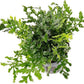 Mini Bolbitis Baby Leaf - Live Aquarium Plant for Fish Tank Decorations (1 Pot)