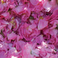 Aromatics International Rose Otto Damascena Hydrosol 100ml | Luxurious Floral Aromatic Mist