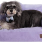 Hollypet Fluffy Plush Pet Cat Couch Sofa Soft Calming Pet Dog Sofa Beds for Medium Small Cats and Dogs, Light Purple