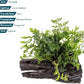 Live Planted Decor - Mini Bolbitis on Driftwood - Foreground to Midground Epiphytic Fern for Aquascaping, Aquarium Decor - Small