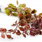 Live Aquarium Red Stem Plants - Freshwater Aquatic Plant for Fish Tanks, Aquascaping - (Ludwigia Natans Super, 4 Bunches)