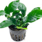 Anubias Live Aquarium Plants - Potted Freshwater Plant for Fish Tanks, Terrariums - Beginner Friendly Low Light (Barteri, 5 Pots)