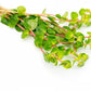 Live Aquarium Stem Plants - Freshwater Aquatic Plant for Fish Tanks, Aquascaping - (Rotala Rotundifolia Orange Juice, 1 Bunch)
