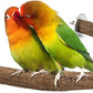 Allazone Bird Natural Wood Stand Perch Swing U Shape Natural Parrot Perch Bird Stand Pole for Parakeet, Conure, Cockatiel, Budgie, Lovebirds