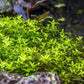 Live Aquarium Stem Plants - Freshwater Aquatic Plant for Fish Tanks, Aquascaping - (Pearl Weed Hemianthus Micranthemoides, 1 Bunch)