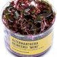 Ultum Nature Systems Mini Alternanthera Reineckii Red Stem Tissue Culture Live Plant for Aquarium, Aquascape, Freshwater Fish Tanks - 100% Snail Free in Vitro