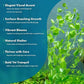 Live Plant - Tall Grass, Vallisneria Torta - Easy Care, Moderate to High Light, Bright Green Accent, Freshwater Aquatic Plant for Aquascaping - Lead Bunch