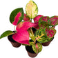BubbleBlooms Aglaonema Assortment 2 inch Set of 4