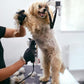 5PCS Dog Grooming Blades Compatible with Andis/Oster A5/Wahl KM Series Dog Clipper Blades Size:#10+30+40+5FC+7FC