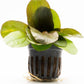 Echinodorus Reni Sword Live Plant for Freshwater Aquariums, Natural Fish Tank Decorations, and Aquatic Decor (1 Pot (2-3 Plants))