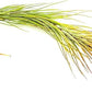 Air Plants - Tillandsia Funckiana Hybrid, Large 5-7" - 3ct - Live Arrival Guaranteed - House Plants for Home Decor & Gift