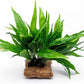 Live Aquarium Plants on Driftwood, Lava Rock, Moss, Fiber Mat - Freshwater Fish Tanks - Easy, Beginner Friendly (Java Fern, Fiber Mat (Large))